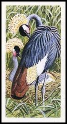 18 Crowned Crane